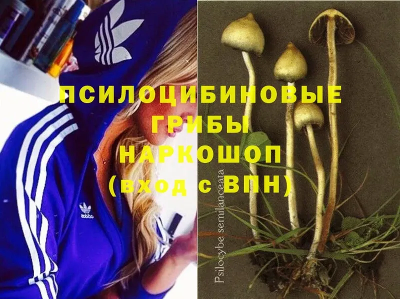 гидра ТОР  продажа наркотиков  Волхов  shop какой сайт  Галлюциногенные грибы Psilocybe 